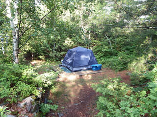 a tent in a forest